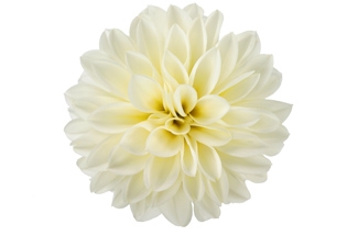 Dahlia Lisa White Variety Thumbnail.jpg